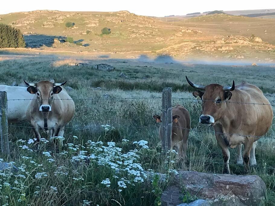 Вилла Buron Coeur D'Aubrac Marchastel  Экстерьер фото