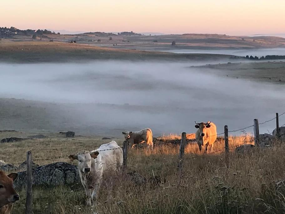 Вилла Buron Coeur D'Aubrac Marchastel  Экстерьер фото